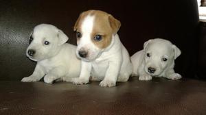 Jack Russell Terrier