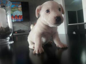 Jack Russell Terrierr