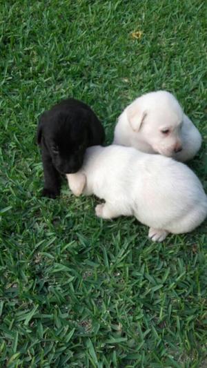 Labradores Retriever