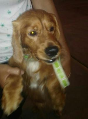 Lindo Cocker en Adopción