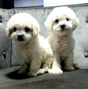 Lindos Poodle Peluches Reales