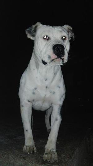 Perrita Raza American Pitbull