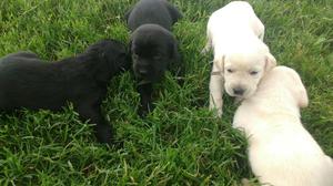Perros Labradores Retriever de Pura Raza