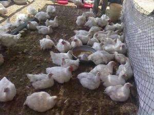 Pollos para El Consumo
