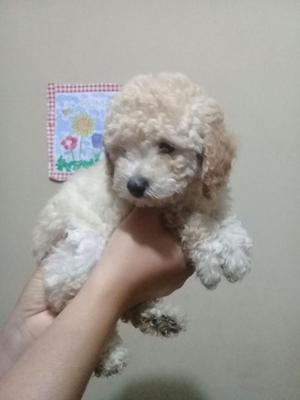 Poodle Toy