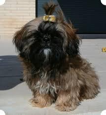 SHITZU CACHORRO