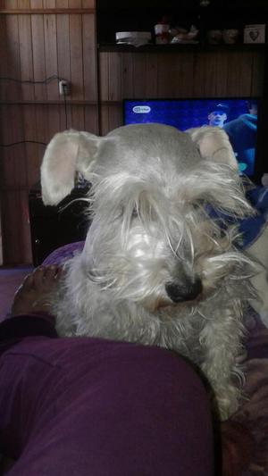 Schnauzer Hembra Blanca Busca Novio