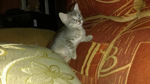 Se Regalan Gatitos_1 Mes Y 15 Dias