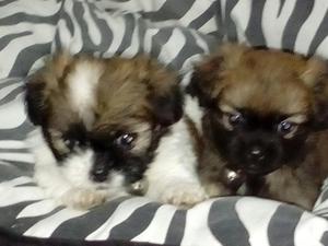 Se Venden Cachorritos Raza Chizuu