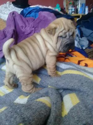 Sharpei