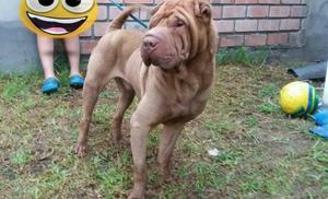 Sharpei Servicio de Monta