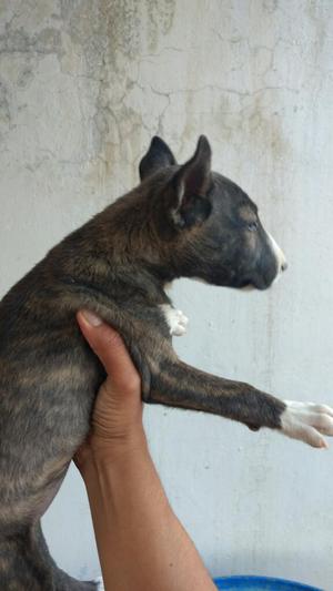 Vendo Bullterrier