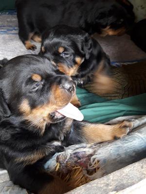 Vendo Cachorros Rottwelier