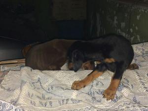 Vendo Doberman