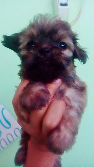 Vendo Shih Tzu de Un Mes