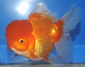 Vendo goldfish orandas full cap yamagatas