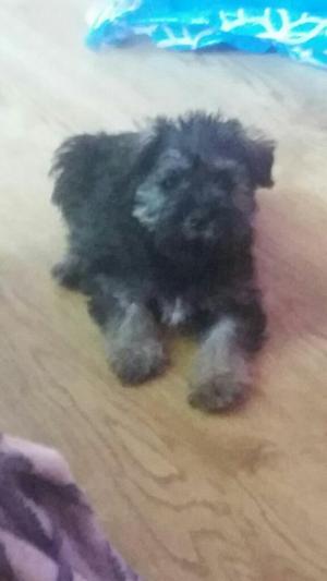 Venta Cachorros Schnauzer