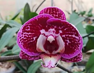 Venta Flores De Orquídeas Para Corsages - Fiesta Promoción