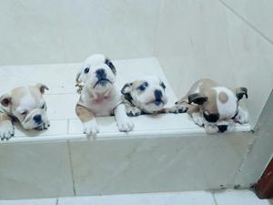 Venta de Cachorros Bulldog Imgles