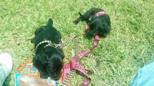 Venta de cachorros