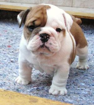 cachorros bulldog ingles