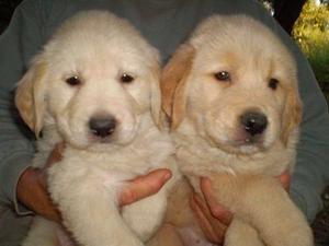 cachorros golden retriever