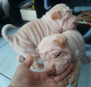 exelentes sharpei full arrugas