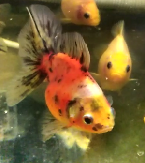 goldfish calicos jovenes