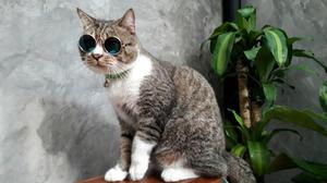 lentes para perro o gato