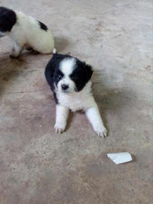 vendo cachorros shitzu