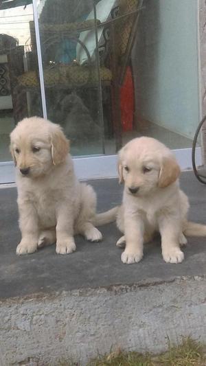 vendo lindass perritas golden retriver