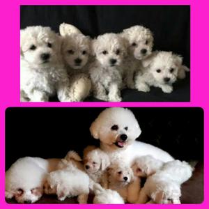 Bichon Frise