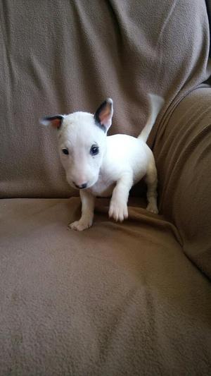 Bull Terrier