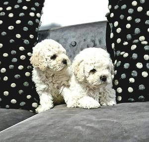 Cachorritos Bichon Frise