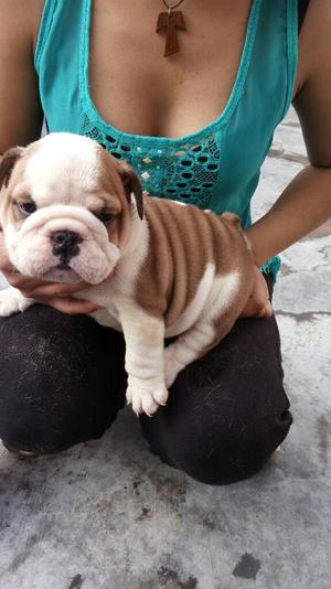 Cachorros Bulldog Ingles Machos sin Pdig