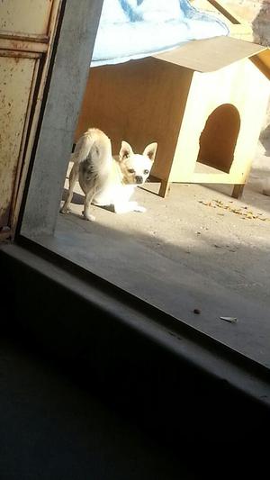 Chihuahua para Monta