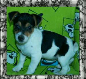 Jack Russell