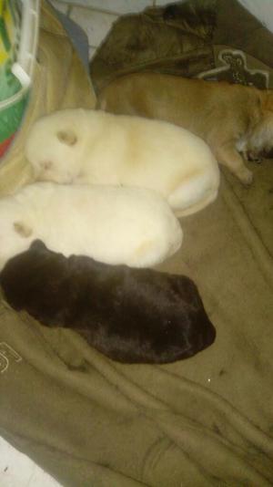 Se Vende Cachorros Chow Chow