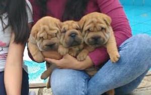 Venta de Cachorros Shar Pei