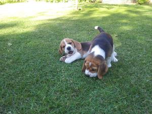 Verdaderos Cachorritos Beagles Calidad A1, Padres Importados