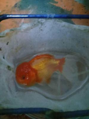 goldfish oranda fullcap de 9 cm= 55 soles