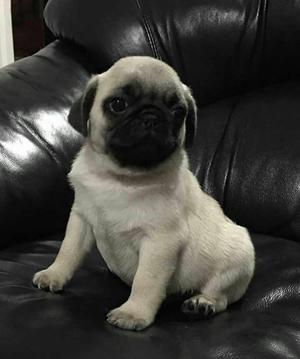 pug carlino