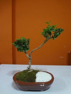 venta de bonsai face DECO FLORA PERU