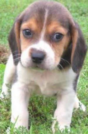 Beagle