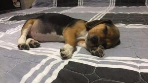 Beagle Cachorro