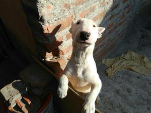 Bull Terrier 6 Meses Blanco Raza Pura