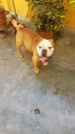 Bulldog Ingles Busco Hembra para Monta