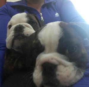 Bulldog Ingles Cachorritas