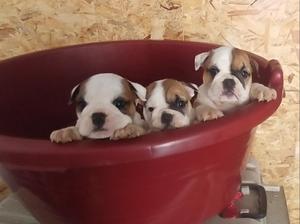 Bulldog Ingles Cachorros Hembras