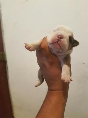 Cachorra Bulldog Ingles